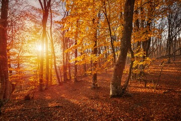 City park with fallen autumn leaves. Autumn background.