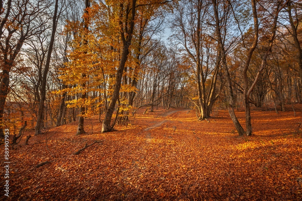 Wall mural City park with fallen autumn leaves. Autumn background.