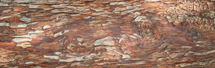 Trunk and bark Cypress close-up.