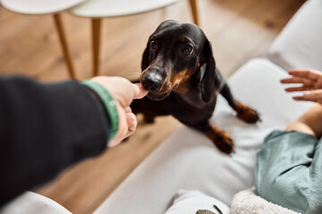 Dachshund dog taking food from a male owner, standing on a bed with front paws.