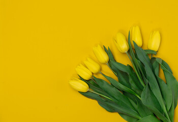 Bouquet of Yellow Tulips on a yellow background. Copy space for text