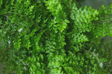 Fluffy Ruffles Fern or nephrolepis exaltata plant close up photo, selective focus. Bright green background of fern branches, homeplanting business