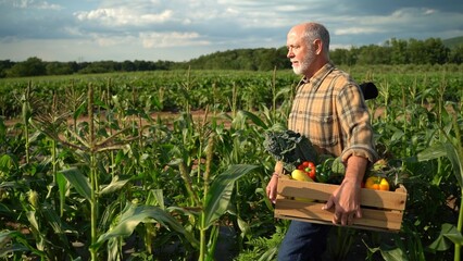 Medium wide side shot of farmer holding a box of organic vegetables looking in sunlight agriculture...