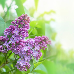 lilac flowers branch on a green background, natural spring background. Lilac blooms. Sunny day in the garden.  morning.