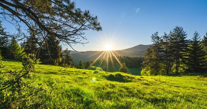 Sunrise in green spring nature with grassy meadow in forest landscape Time lapse 4k UHD