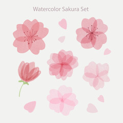 Set of beautiful hand drawn watercolor sakura flowers with petals