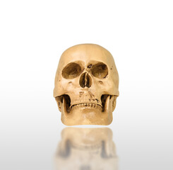 Human skull mockup isolated on white background with reflection, clipping path included, Front view.