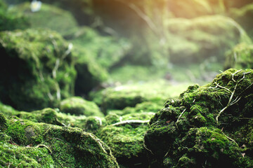 Beautiful Bright Green moss grown up cover the rough stones and on the floor in the forest. Show with macro view. Rocks full of the moss texture in nature for wallpaper. soft focus.