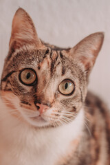 gato, felino, cachorro, mascota, colores