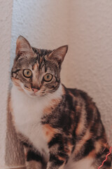 gato, felino, cachorro, mascota, colores