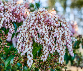 Bekk Shaped Flowers Cluster