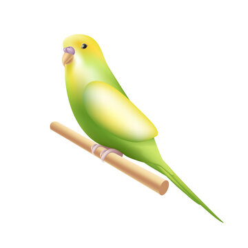 Budgerigar or budgie parrot icon in 3d style. Australian tropical bird symbol on branch