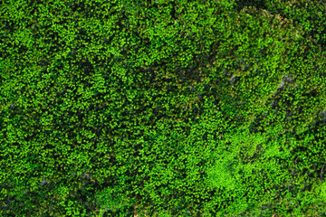 Beautiful Bright Green moss grown up cover the rough stones and on the floor in the forest. Show with macro view. Rocks full of the moss texture in nature for wallpaper. soft focus.