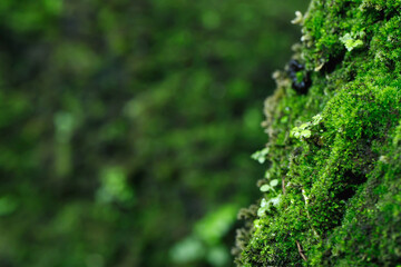 Beautiful Bright Green moss grown up cover the rough stones and on the floor in the forest. Show with macro view. Rocks full of the moss texture in nature for wallpaper. soft focus.