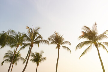 Obraz na płótnie Canvas Coconut Palm Trees Bottom Up View in Backlit