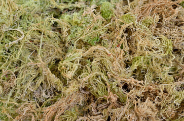 Dried phagnum or sphagnum moss, also bog moss and quacker moss