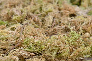Dried phagnum or sphagnum moss, also bog moss and quacker moss - obrazy, fototapety, plakaty