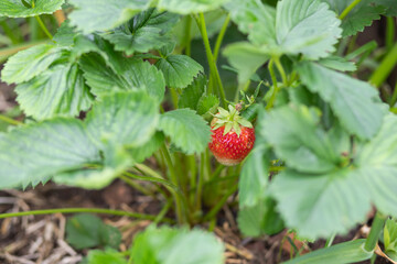 Closeup of fresh organic garden strawberries growing in a field.The beginning of the strawberry season. A strawberry bush with ripe and green fruit in the garden.Bio berries, organic farming concept.