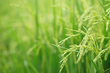 green rice field background close up beautiful yellow rice fields soft focus