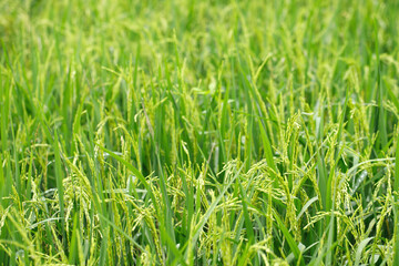 Fototapeta na wymiar green rice field background close up beautiful yellow rice fields soft focus