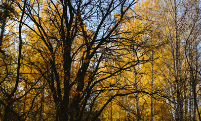 Obraz premium Branched large leafless tree in the shade in the autumn forest