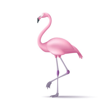 3d stylized flamingos standing and walking isolated for summer and tropical wildlife animal. Vector illustration.
