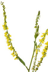 Sweet clover, lat. Melilotus officinalis, isolated on white background