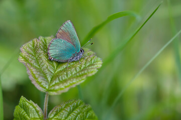 A small green butterfly sits on a leaf.  Green Hairstreak, Callophrys rubi