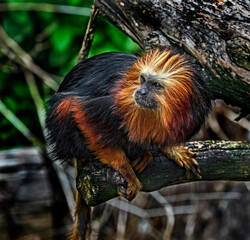 Golden-headed lion tamarin on the branch. Latin name - Leontopithecus chrysomelas	