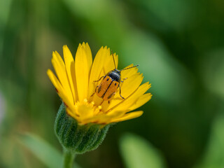 Macro de una mariquita dentro de una flor