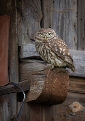 Little owl ( Athene noctua ) close up