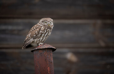 Little owl ( Athene noctua ) close up