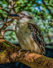 Kookaburra