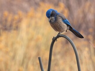 Woodhouse's Scrub Jay Posing on a metal pole in the Evening Sun at the Chatfield Audubon in Littleton, Colorado