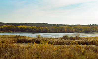 Autumn natural landscape with a river and reeds and a dense forest in the distance