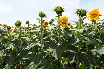 The Helianthus sunflower is a genus of plants in the Asteraceae family. Annual sunflower and...