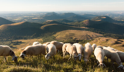 troupeau de moutons sur le Puy de dôme en auvergne devant la chaîne volcanique des Puys