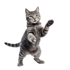 Fotobehang playful british cat isolated on transparent background © PawsomeStocks