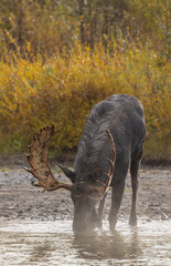 Bull Moose in the Rut in Wyoming in Autumn