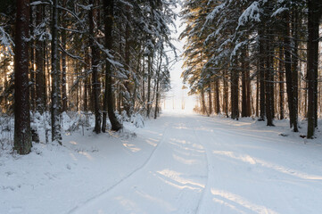 the road in the winter forest. trees under snow in winter