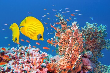 Red Sea Egypt.  Beautiful coral reef  scene with Fire Coral  (Millepora) ,couple of yellow masked...