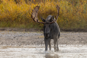 Bull Moose in the Rut in Wyoming in Autumn