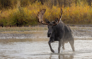 Bull Moose in the Rut in Wyoming in Autumn