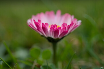 Obraz premium at an early stage, the first daisies on green grass in the sunshine at a spring day