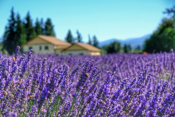 Lavender details, Lavender Valley at Mount Hood, Oregon, USA