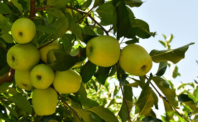 Yellow Golden Delicious apples ripe and ready for the picking
