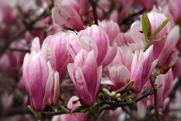 blühende Magnolie - blooming magnolia