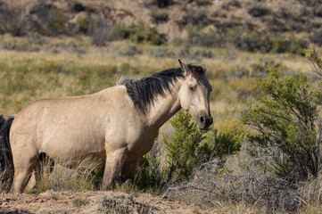Obraz na płótnie Canvas Wild Horse in Autumn in the Wyoming Desert