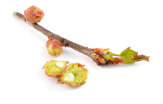 Affected currant buds. Cecidophyopsis ribis. Isolated on white background