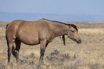 Naklejka na ściany i meble Wild Horse in Autumn in the Wyoming Desert